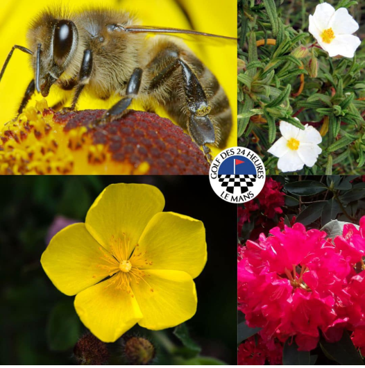 La biodiversité au golf des 24 heures